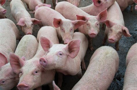 Chinas Mutant Pigs Could Help Save Nation From Pork Apocalypse