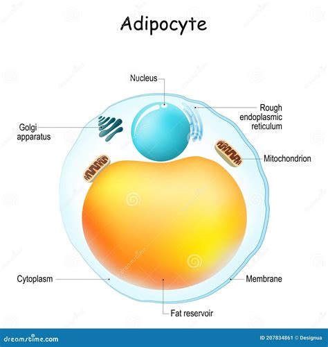Adipocytes Anatomy Structure Of Fat Cell Stock Vector Illustration