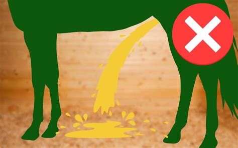 How To Stop Your Horse From Peeing On Hay Enriching Equines