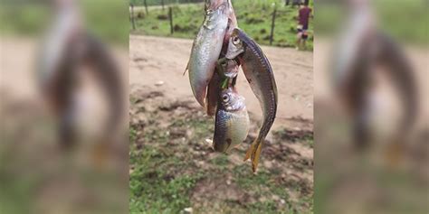 «la lluvia de peces» es un evento que distingue al departamento de yoro, honduras, y que también ha sido tema de sapos, ratones amarillos en noruega, y peces en tailandia, londres y honduras, pero nuestro país se distingue por ser el único donde el evento ocurre todos los años y en la misma. ¿Incrédulo? Lluvia de peces cae otra vez sobre Yoro ...