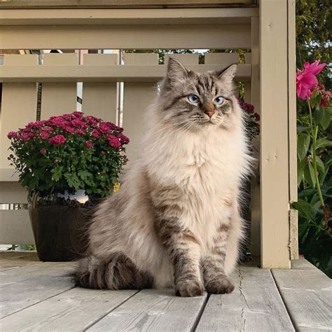 Cats With Long Hair Coming Out Of Their Ears Rtkrockytopkid