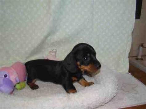 Dachshund puppies available en tampa. Mini Dachshund puppies ! for Sale in Tampa, Florida ...