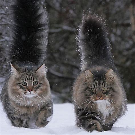 Norwegian Forest Cats The Cutest Ones Out There Norway