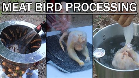 Processing Meat Chickens For The First Time YouTube