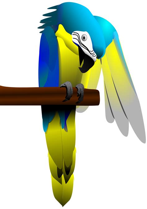 Parrot Clipart Blue Yellow Macaw Parrot Blue Yellow Macaw Transparent