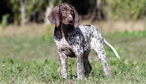 German Shorthaired Pointer Size Chart Gsp Weight And Growth
