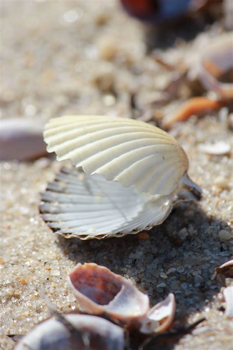 Beautiful Nantucket Shell Sea Shells Shells Nantucket