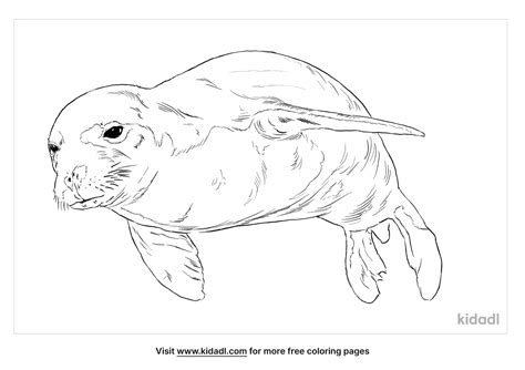 Free Hawaiian Monk Seal Coloring Page Coloring Page Printables Kidadl