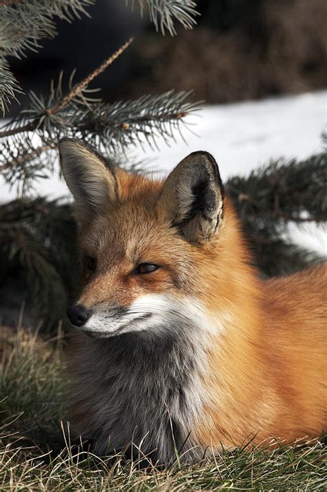 Red Fox Sitting In Grass Under A Tree Photograph By Philippe Henry