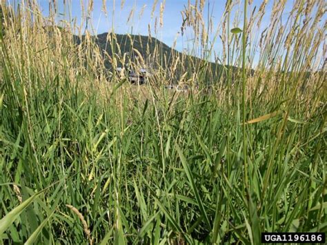 Reed Canary Grass Vermont Invasives