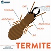 Another type of termite is the soldier termite! They protect the colony ...