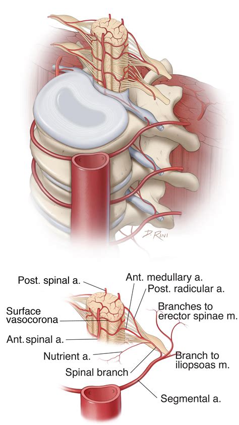 Operative Spinal Cord Anatomy The Neurosurgical Atlas By Aaron Cohen