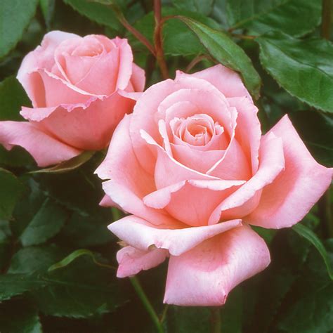 Free Photo Tea Rose Blooming Flower Fragrance Free Download Jooinn