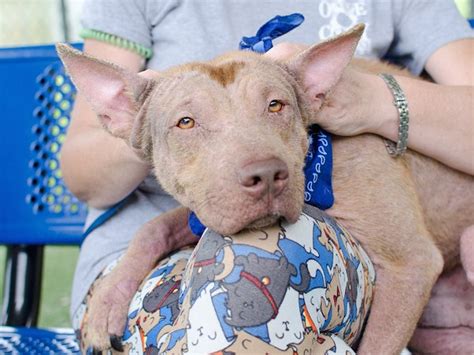The shelter partnered with the animal assistance league of orange county. Orange County Animal Services breaks pet adoption record ...