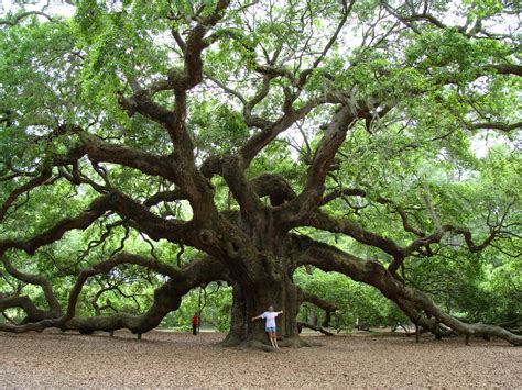 Retired Life The Angel Oak Tree Charleston Sc