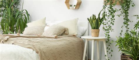 Five Plants For Your Bedroom To Help You Sleep Better