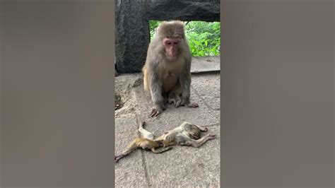 Adorable Baby Monkeys 🙊 Monkey Lyly 😍 Tik Tok Animals1 Youtube