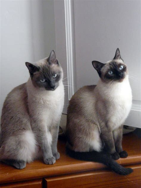 How Much Is A Siamese Cat Uk British Shorthair