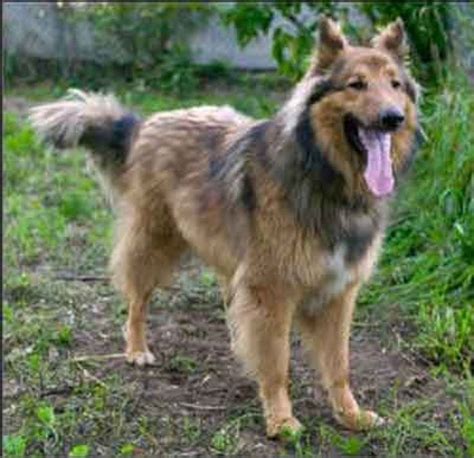German Shepherd Border Collie Mix All About The Shollie In 2020