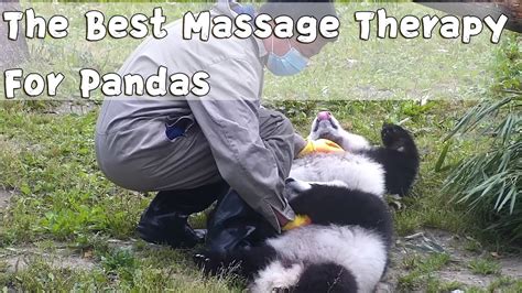 Finally The Secret Technique Of Panda Massage Therapist Is Revealed Ipanda Youtube
