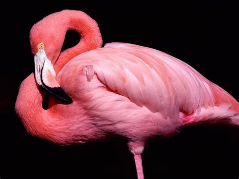Animals Birds Flamingo Hd Wallpaper Pxfuel