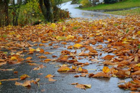 Wet Leaves On The Road Stock Photo Image Of Rain Lane 69142988