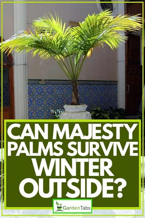 Can Majesty Palms Survive Winter Outside Garden Tabs Majesty Palm