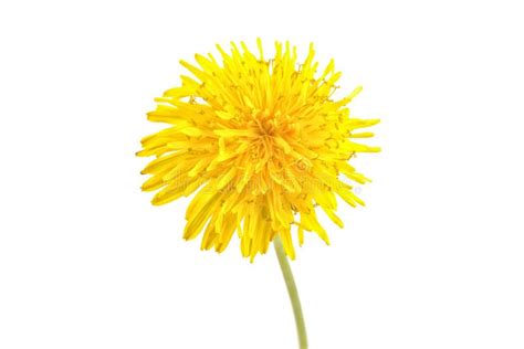 Dandelion Flower On A White Background Stock Image Image Of