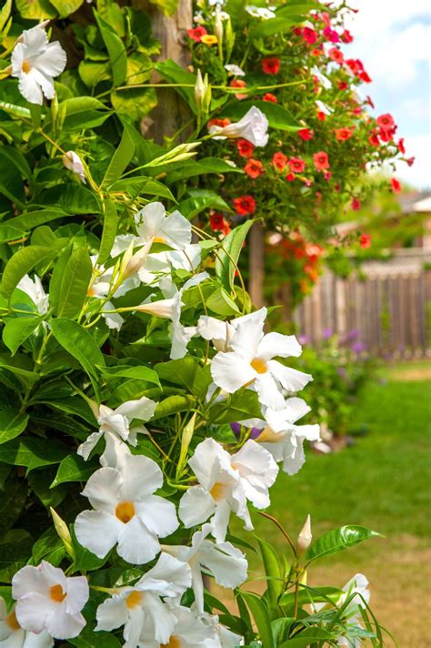 Everything You Wanted To Know About Gardenia Jasminoides Care