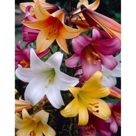 Trumpet Lily Bulb Collection 8 Pack 1 Ralphs