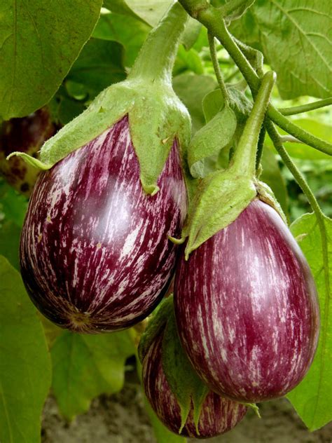 Eggplant Varieties A Guide To Their Growing Characteristics And Uses