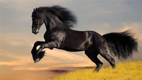 Horse Desktop Wallpaper 62 Pictures