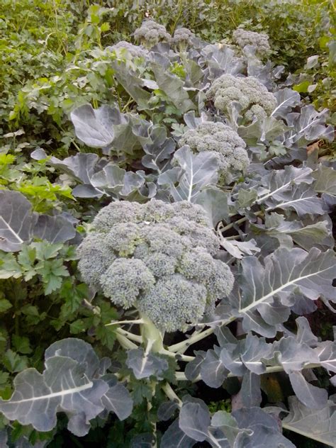 Growing Broccoli The Grantham Gardener