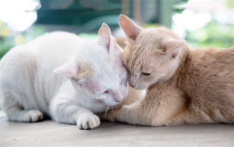 Love Moment Of Kitty Cat Stock Image Image Of Kitty 176241157