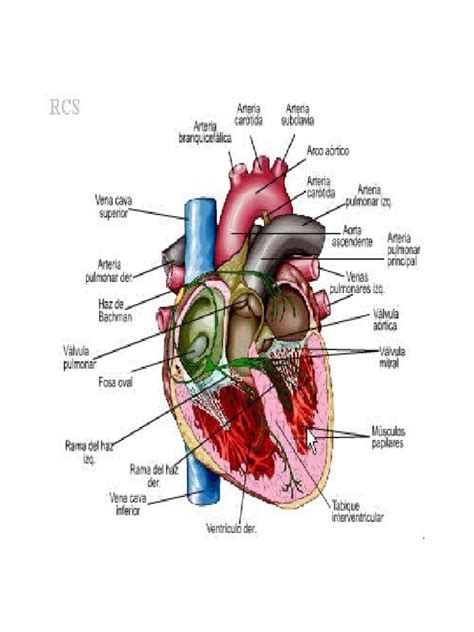 Activación Eléctrica Del Corazón Anatomía Sistema Circulatorio