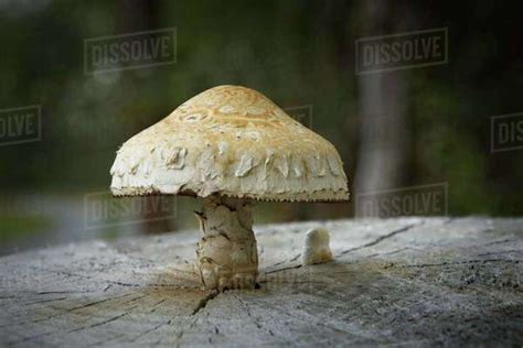 A Close Up Of A Large Capped Wild Mushroom On A Tree Stump Near Bonners