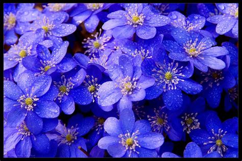 Find the best flower wallpaper for desktop on wallpapertag. Beauty Blue Flower Wallpaper | Wallpaper ME