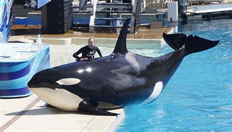After The Blackfish Effect Seaworld Turns To New Wave