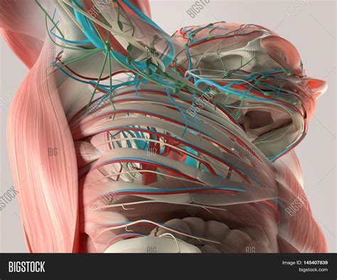 Human Anatomy Detail Image And Photo Free Trial Bigstock
