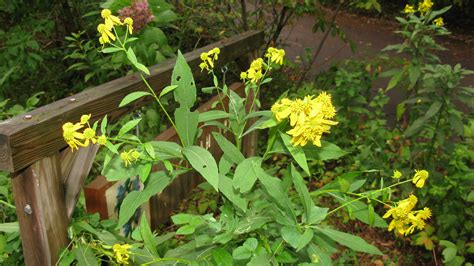 Tall Yellow Flowering Plant Growing In Average To Moist Conditions Up