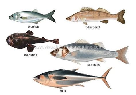 What Is The Difference Between Bony Fishes And Non Bony Fishes Quora