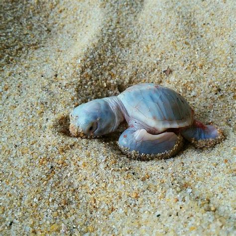 Baby Sea Turtle Land Turtles Baby Sea Turtles Small Turtles Cute