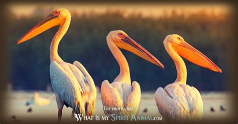 Pelican Symbolism And Meaning Spirit Totem And Power Animal