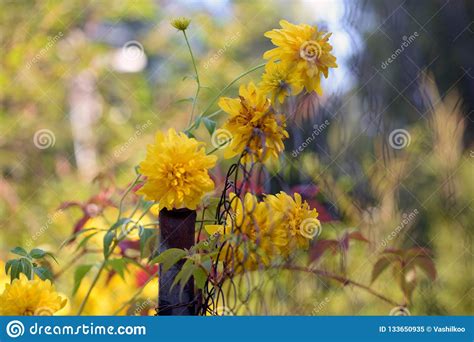 Nature On A Sunny Day Plants Flowers And Sunny Atmosphere Stock