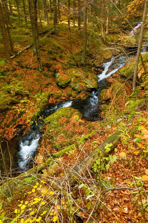 Stream In Autumn Forest Free Stock Photo Public Domain Pictures