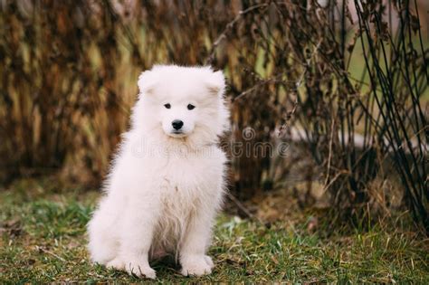 White Samoyed Puppy Dog Outdoor In Park Stock Photo Image Of White