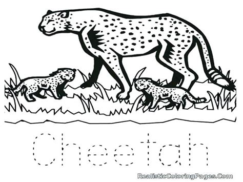 Realistic Cheetah Coloring Pages At Getdrawings Free Download