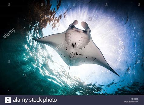 Reef Manta Ray High Resolution Stock Photography And Images Alamy