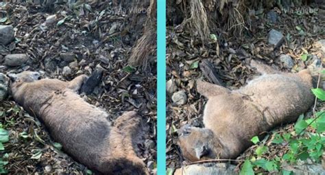Cougar Found Dead In San Gabriel Mountains Cause Of Death Unknown