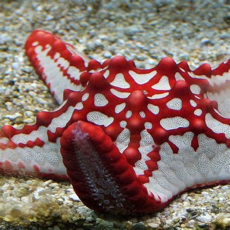 These Red Starfish Can Be Found Off Tanzania Ocean Creatures